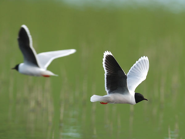 Pikkulokki, Little Gull, Hydrocoloeus minutus